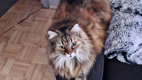 Piękne kociaki naszych Czytelników [GALERIA ZDJĘĆ]