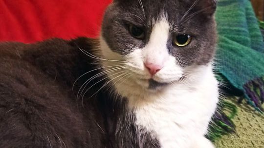 Piękne kociaki naszych Czytelników [GALERIA ZDJĘĆ]