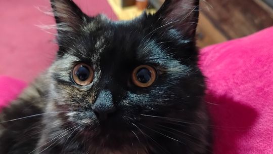 Piękne kociaki naszych Czytelników [GALERIA ZDJĘĆ]