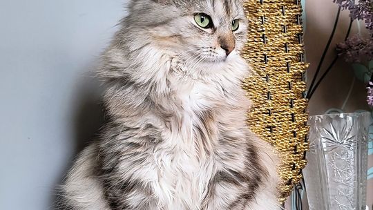 Piękne kociaki naszych Czytelników [GALERIA ZDJĘĆ]