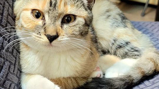 Piękne kociaki naszych Czytelników [GALERIA ZDJĘĆ]