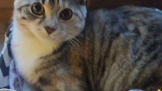 Piękne kociaki naszych Czytelników [GALERIA ZDJĘĆ]