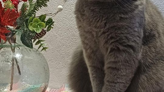 Piękne kociaki naszych Czytelników [GALERIA ZDJĘĆ]