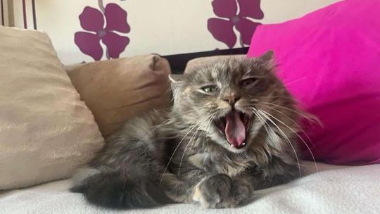 Piękne kociaki naszych Czytelników [GALERIA ZDJĘĆ]