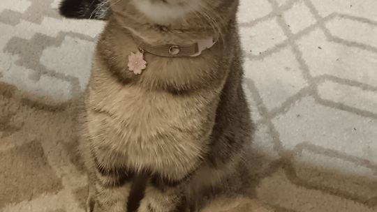 Piękne kociaki naszych Czytelników [GALERIA ZDJĘĆ]