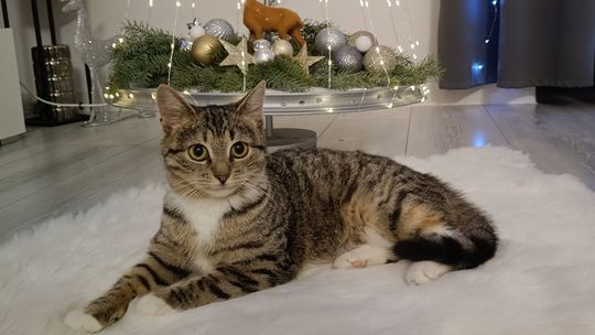 Piękne kociaki naszych Czytelników [GALERIA ZDJĘĆ]