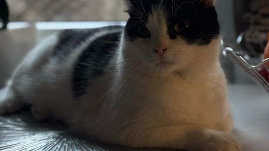 Piękne kociaki naszych Czytelników [GALERIA ZDJĘĆ]