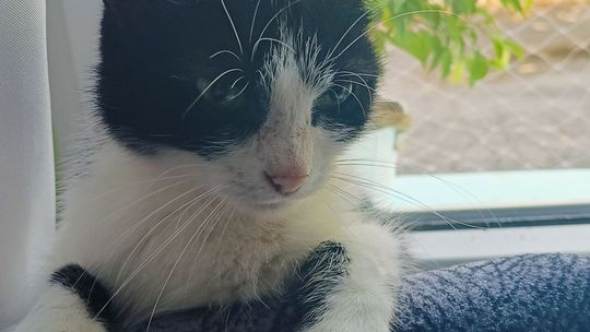 Piękne kociaki naszych Czytelników [GALERIA ZDJĘĆ]