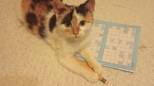 Piękne kociaki naszych Czytelników [GALERIA ZDJĘĆ]