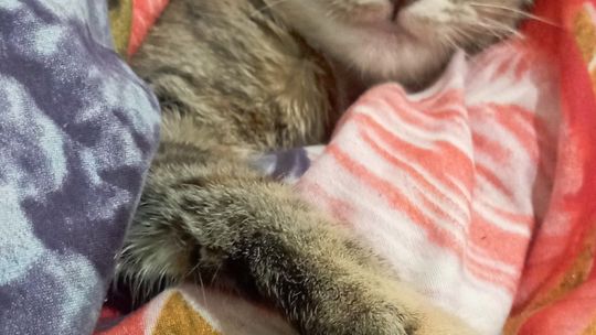 Piękne kociaki naszych Czytelników [GALERIA ZDJĘĆ]