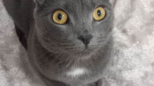 Piękne kociaki naszych Czytelników [GALERIA ZDJĘĆ]