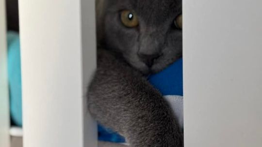 Piękne kociaki naszych Czytelników [GALERIA ZDJĘĆ]