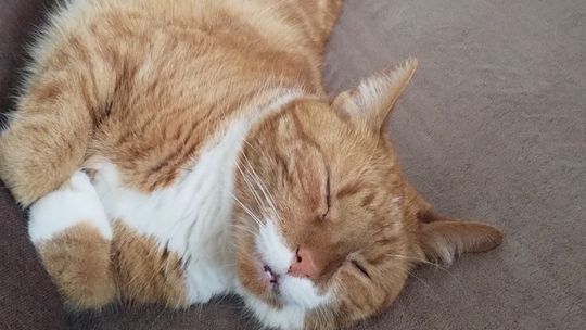 Piękne kociaki naszych Czytelników [GALERIA ZDJĘĆ]