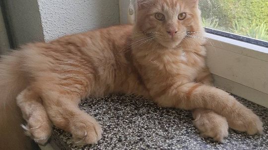 Piękne kociaki naszych Czytelników [GALERIA ZDJĘĆ]