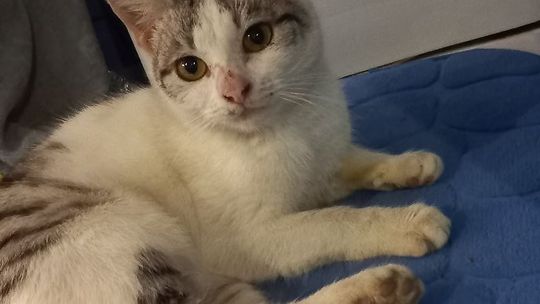 Piękne kociaki naszych Czytelników [GALERIA ZDJĘĆ]