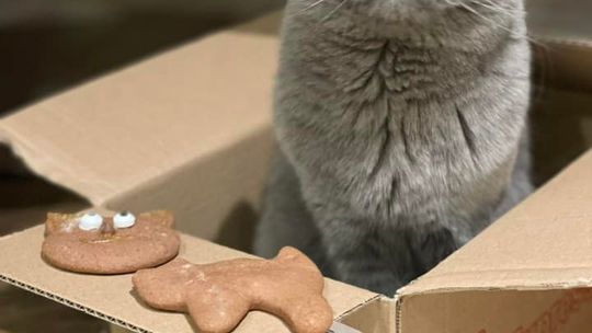 Piękne kociaki naszych Czytelników [GALERIA ZDJĘĆ]