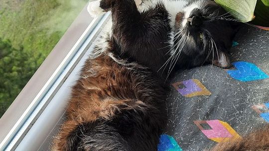 Piękne kociaki naszych Czytelników [GALERIA ZDJĘĆ]