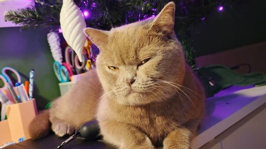 Piękne kociaki naszych Czytelników [GALERIA ZDJĘĆ]