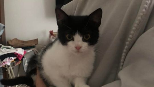 Piękne kociaki naszych Czytelników [GALERIA ZDJĘĆ]