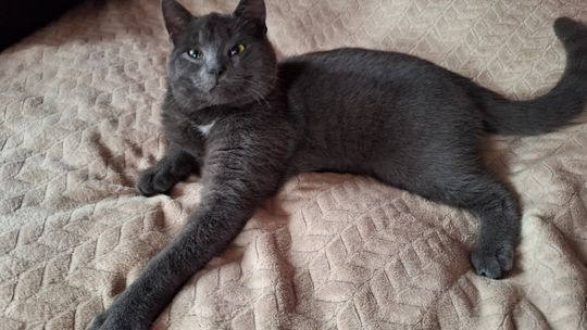 Piękne kociaki naszych Czytelników [GALERIA ZDJĘĆ]