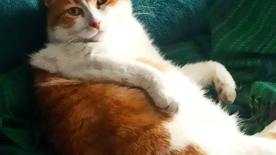 Piękne kociaki naszych Czytelników [GALERIA ZDJĘĆ]