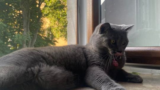 Piękne kociaki naszych Czytelników [GALERIA ZDJĘĆ]