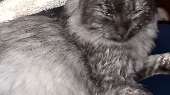 Piękne kociaki naszych Czytelników [GALERIA ZDJĘĆ]