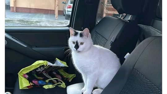 Piękne kociaki naszych Czytelników [GALERIA ZDJĘĆ]