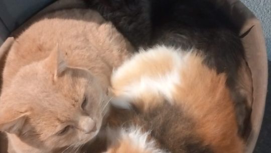 Piękne kociaki naszych Czytelników [GALERIA ZDJĘĆ]