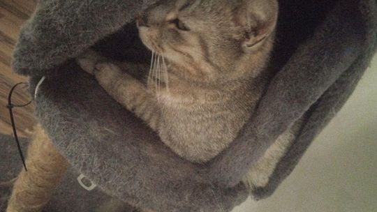 Piękne kociaki naszych Czytelników [GALERIA ZDJĘĆ]