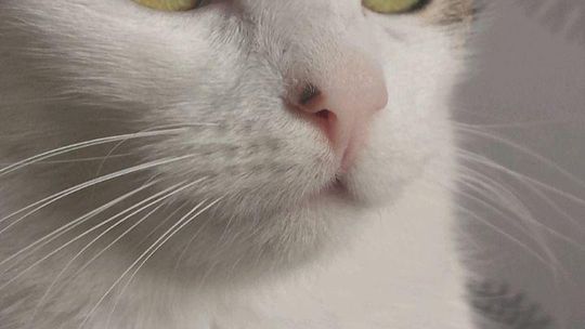 Piękne kociaki naszych Czytelników [GALERIA ZDJĘĆ]