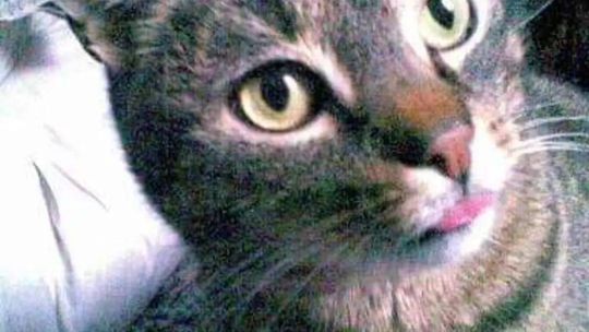 Piękne kociaki naszych Czytelników [GALERIA ZDJĘĆ]