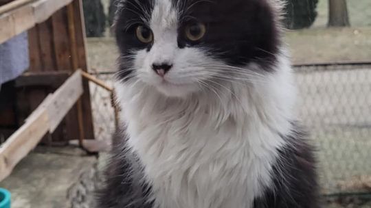 Piękne kociaki naszych Czytelników [GALERIA ZDJĘĆ]