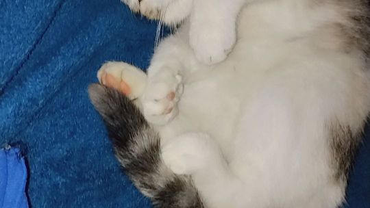 Piękne kociaki naszych Czytelników [GALERIA ZDJĘĆ]