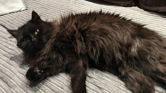 Piękne kociaki naszych Czytelników [GALERIA ZDJĘĆ]