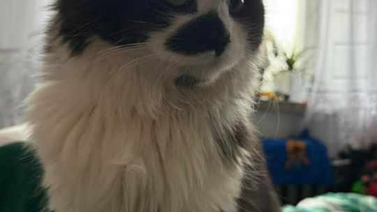 Piękne kociaki naszych Czytelników [GALERIA ZDJĘĆ]