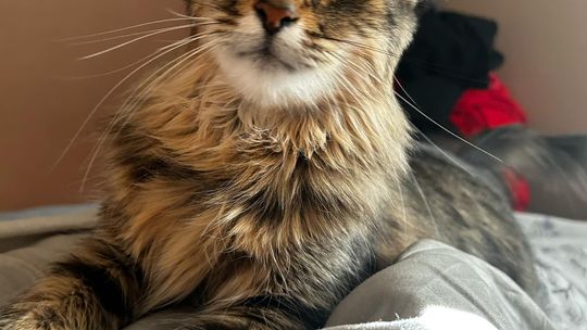 Piękne kociaki naszych Czytelników [GALERIA ZDJĘĆ]