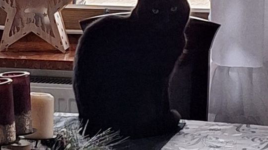 Piękne kociaki naszych Czytelników [GALERIA ZDJĘĆ]