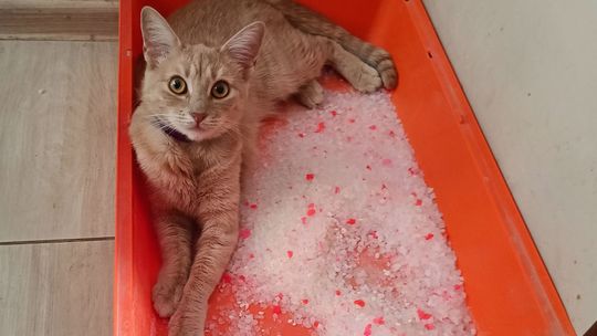 Piękne kociaki naszych Czytelników [GALERIA ZDJĘĆ]