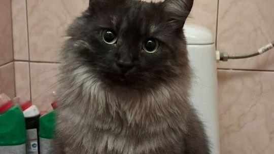 Piękne kociaki naszych Czytelników [GALERIA ZDJĘĆ]