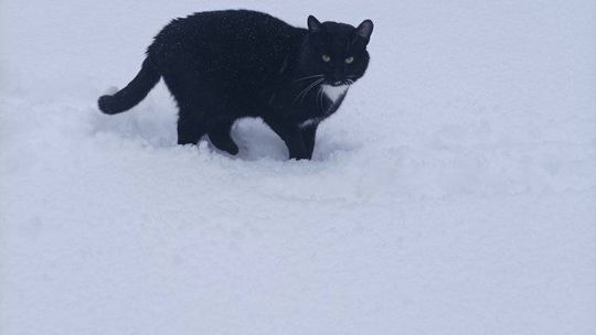 Piękne kociaki naszych Czytelników [GALERIA ZDJĘĆ]