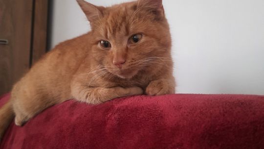 Piękne kociaki naszych Czytelników [GALERIA ZDJĘĆ]