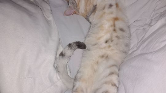 Piękne kociaki naszych Czytelników [GALERIA ZDJĘĆ]