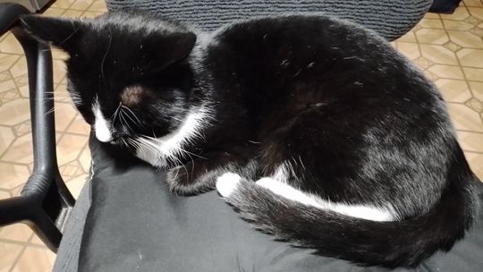 Piękne kociaki naszych Czytelników [GALERIA ZDJĘĆ]