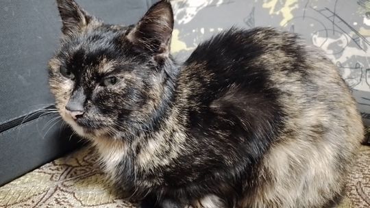 Piękne kociaki naszych Czytelników [GALERIA ZDJĘĆ]