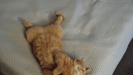 Piękne kociaki naszych Czytelników [GALERIA ZDJĘĆ]