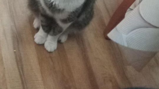 Piękne kociaki naszych Czytelników [GALERIA ZDJĘĆ]