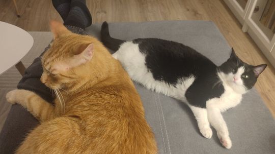 Piękne kociaki naszych Czytelników [GALERIA ZDJĘĆ]