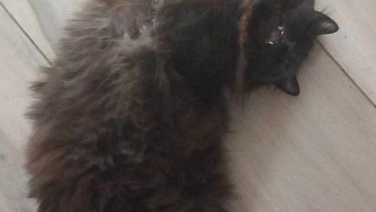 Piękne kociaki naszych Czytelników [GALERIA ZDJĘĆ]