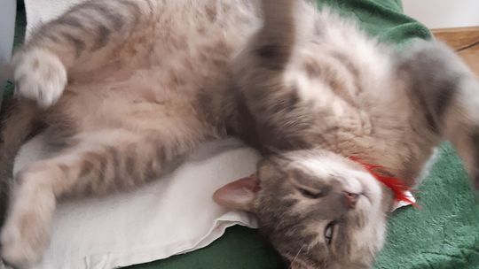 Piękne kociaki naszych Czytelników [GALERIA ZDJĘĆ]